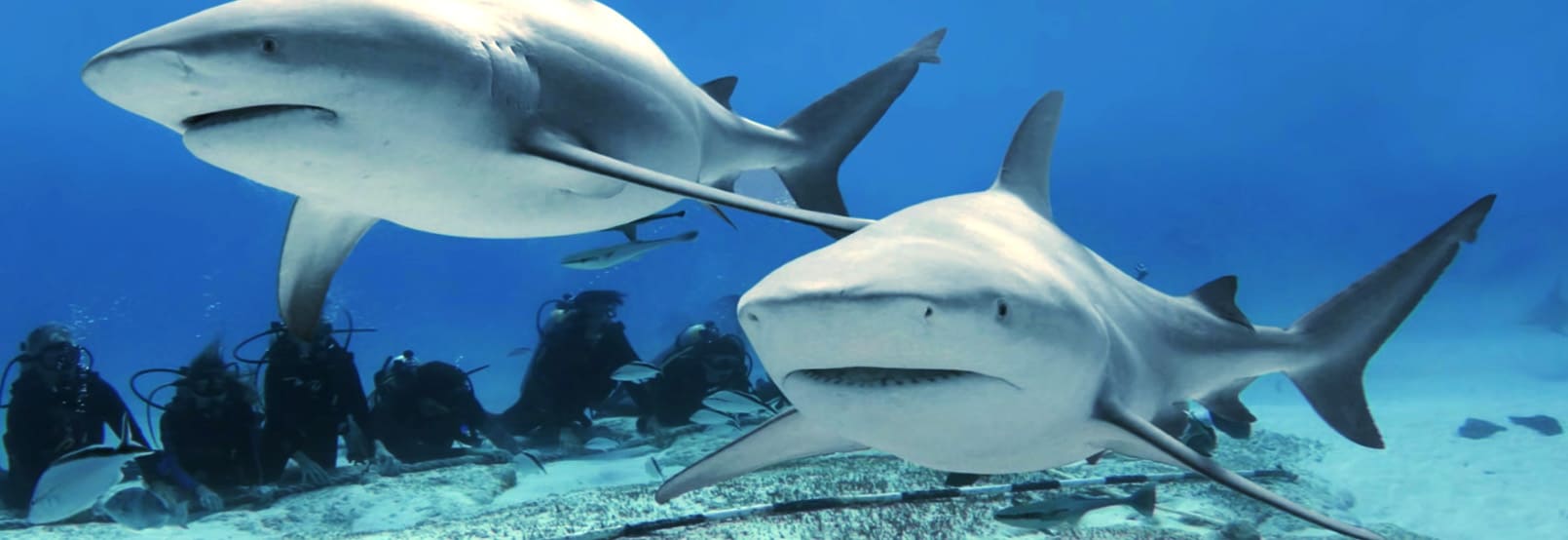 Tiburon Toro 